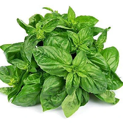 Fresh basil leaves
