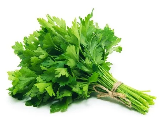 Cilantro